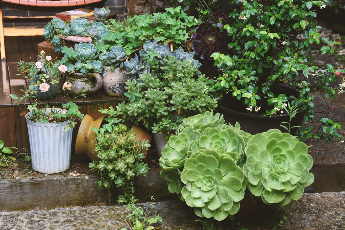 Cultivating Comfort: Must-Have Gardening Essentials for Every Green Thumb